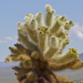 Cholla cactus, Joshua Tree National Park, California