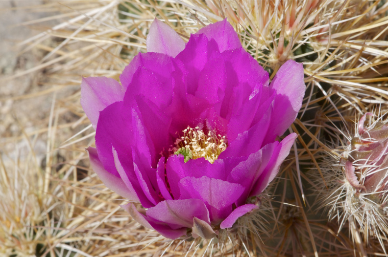 Cactus flower, Joshua Tree National Park, California
