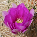 Cactus flower, Joshua Tree National Park, California