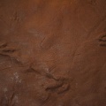 Dinosaur tracks at Johnson Farm, Saint George, Utah