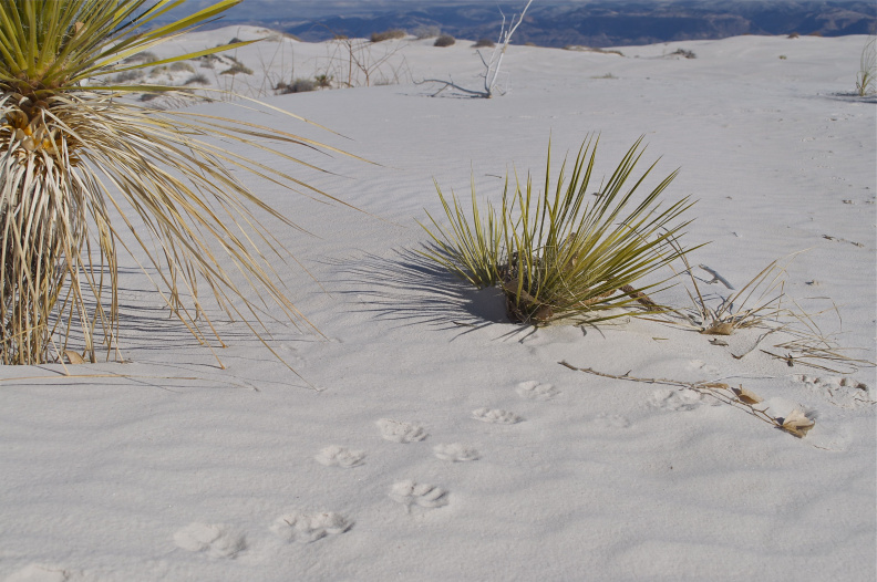 Fox prints, White Sands National Monument, New Mexico