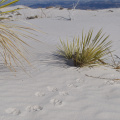 Fox prints, White Sands National Monument, New Mexico