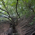 'Anping Tree House', Tainan