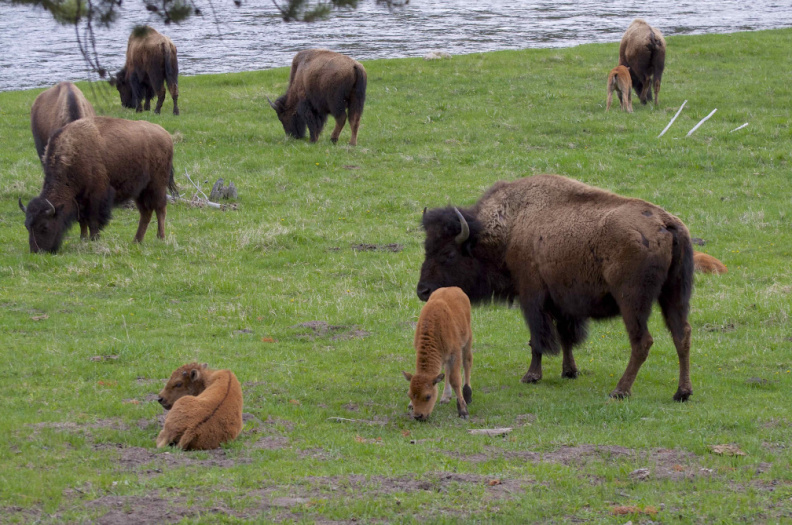 Grazing Bison, Madison Valley, Yellowstone National Park