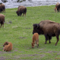 Grazing Bison, Madison Valley, Yellowstone National Park