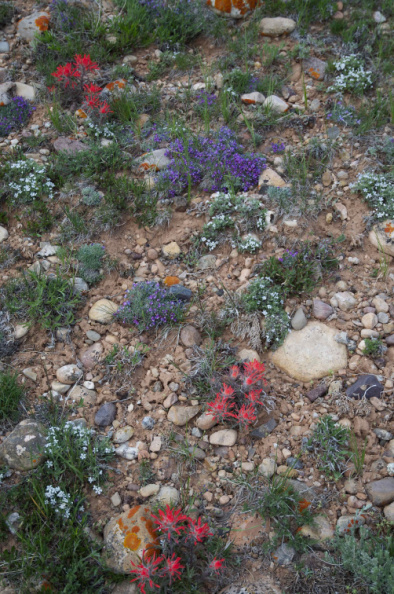 Wildflowers at 41 Degrees North, 111 Degrees West