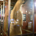 "White King" polar bear, Elko, Nevada