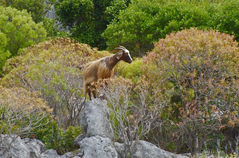 Wild goat on Kekova Island