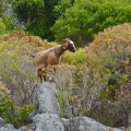 Wild goat on Kekova Island