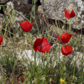 Poppies growing at ancient Hierapolis, near Pamukkale