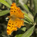 A butterfly (unidentified by me) on Heybeliada island