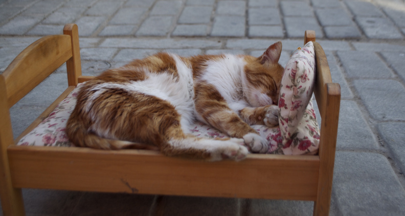 The owner of this cute sleeping cat had a tip jar nearby, knowing that tourists would take photos.