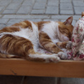 The owner of this cute sleeping cat had a tip jar nearby, knowing that tourists would take photos.