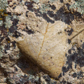  Fossilized leaf, John Day Fossil Beds National Monument, Oregon