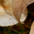 Fungus & Fall Foliage - Stanley Park
