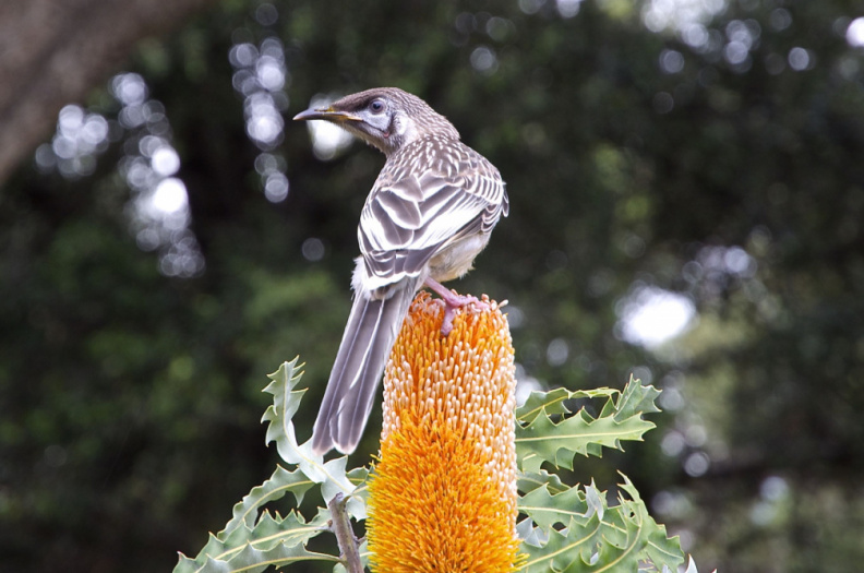 Butcherbird atop a Banksia flower, Kings Park, Perth