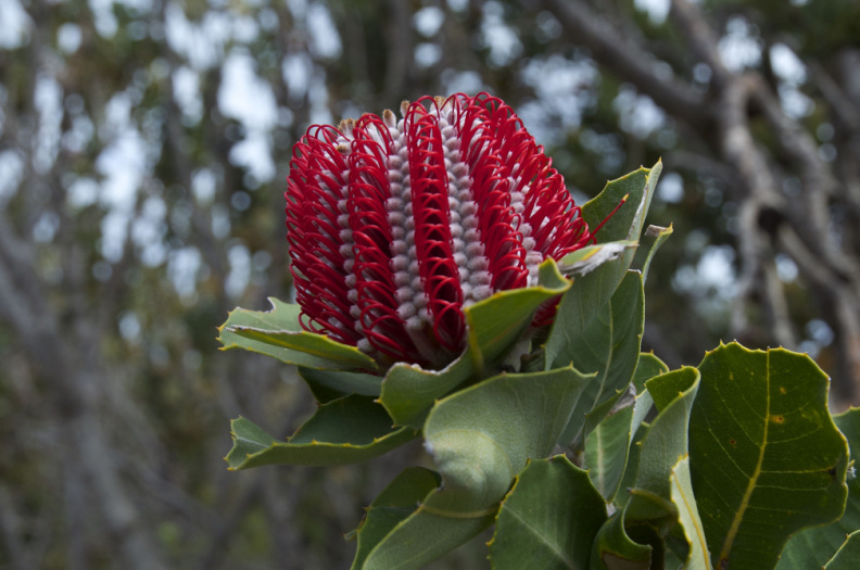Scarlet Banksia - endemic to the southern coast of WA