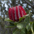 Scarlet Banksia - endemic to the southern coast of WA