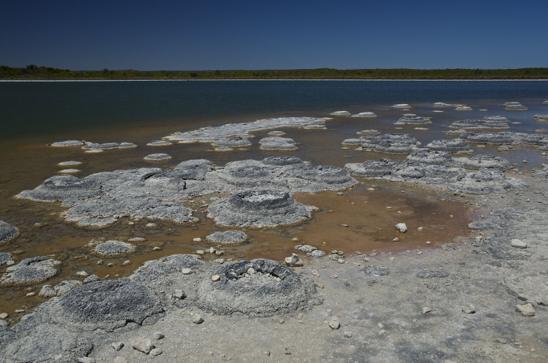 Stromatolites in Lake Thetis, near Cervantes