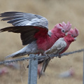 Galahs perched on a fence