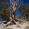 Ancient Bristlecone Pines, White Mountains