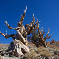 Ancient Bristlecone Pines, White Mountains