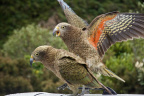 New Zealand Native Birds