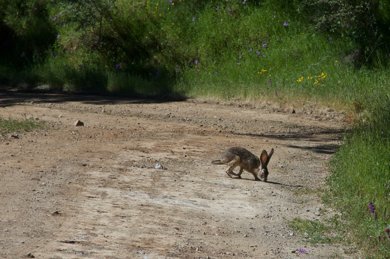 One of the many jackrabbits hanging out on County Line Road on Saturday morning