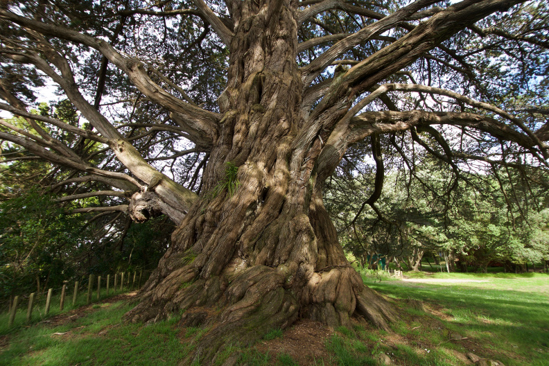The world's largest Monterey Cypress, Awhitu Regional Park