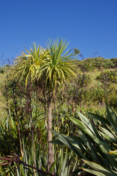 Cabbage Trees and Flax