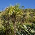 Cabbage Trees and Flax