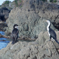 Cormorants (Shags)