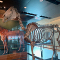 Phar Lap's skeleton, Te Papa museum, Wellington