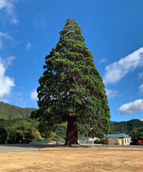 A (California) Giant Sequoia, growing in Picton