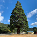A (California) Giant Sequoia, growing in Picton