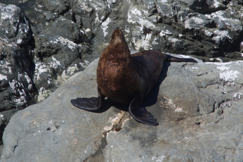 Seal at Ohau Point