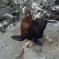 Seal at Ohau Point