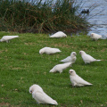 Little Corellas, Sale