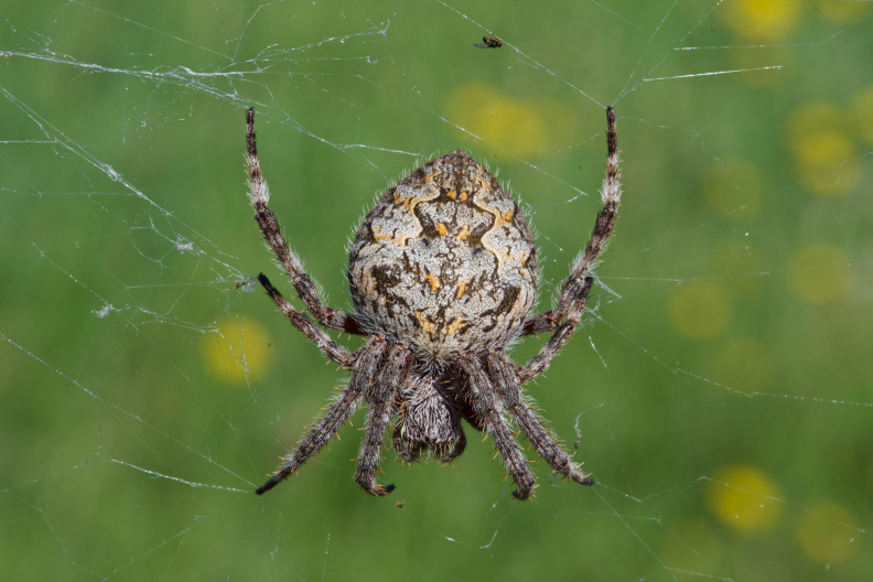 Orbweaver spider, near 38 Degrees South, 147 Degrees East