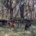 Brumbies (wild horses) in the Snowy Mountains