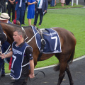 Champion racehorse Winx at Randwick racecourse, before her last race