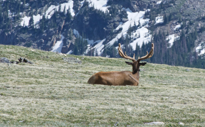 Elk in Rocky Mountain National Park, Colorado