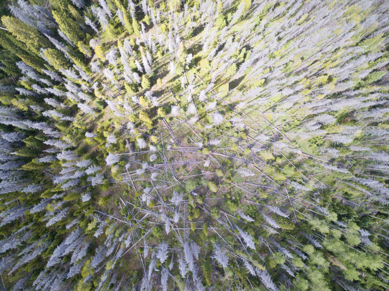 A drone's eye view of 40 Degrees North, 106 Degrees West, showing the effect of pine beetle infestation