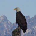 Bald Eagle at the harbor, Haines AK