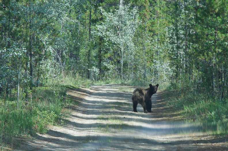 A startled brown bear, east of Whitehorse