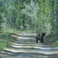 A startled brown bear, east of Whitehorse