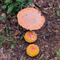 Fungus beside the Dezadeash River Trail, Haines Junction YT