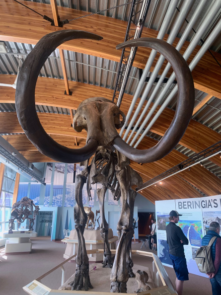 Skeleton of a Woolly Mammoth, Yukon Beringia Interpretive Centre