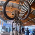 Skeleton of a Woolly Mammoth, Yukon Beringia Interpretive Centre