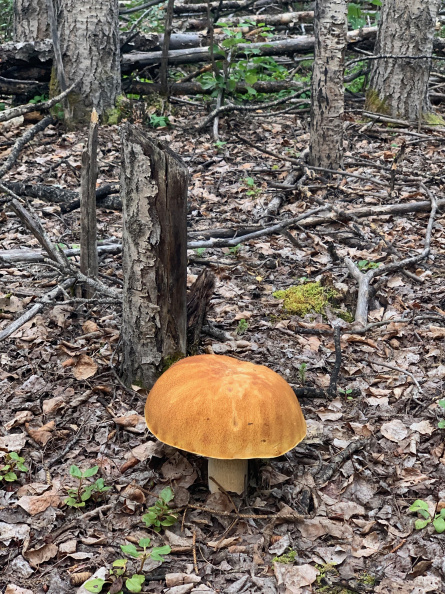 Fungus beside the Dezadeash River Trail, Haines Junction YT